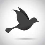 black bird in flight