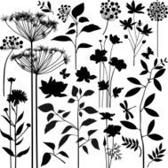 Plants collection N2