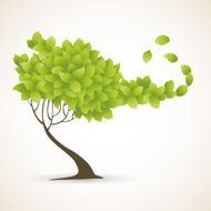 Single green tree on white background