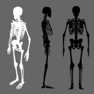 vector silhouette skeleton set