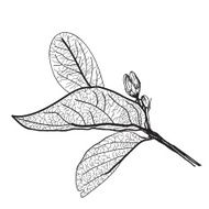 Leaves contours on a white background vector