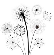 Dandelion Collection