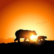 Wild Grizzly Bears