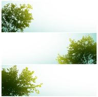 Trees over clear skies