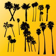 Palm Tree Collection
