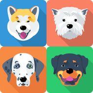 dog Akita Inu Dalmatian Rottweiler and West Highland White Terrier