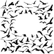 Seagulls black silhouette on white background Card design Vector