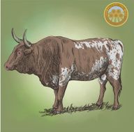 adult bull N2