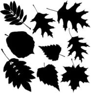 Leaves N95