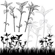 Floral Design ELements N37