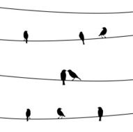 Birds on the wire1