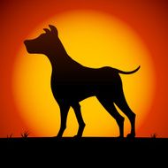 Dog N33