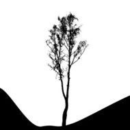 Tree Silhouette Isolated on White Backgorund Vecrtor Illustrati N22