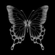beautiful graphic black and white butterfly N2