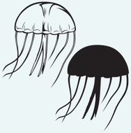 Illustration jellyfish