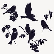 set of birds N2