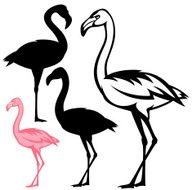 flamingo set N3
