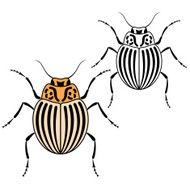 Beetle Colorado