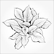Plant silhouette Vector illustrations
