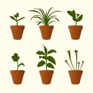 Plants in flowerpots