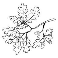 Oak Branch With Acorns Outline N2