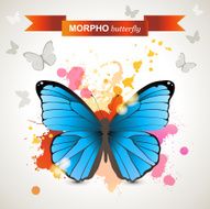Morpho butterfly