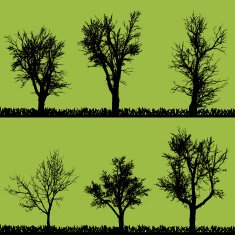 Vector silhouette of tree N12