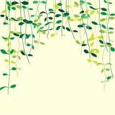 Creeper vine leaves isolated