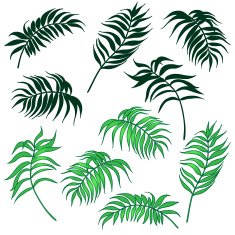 Palm leaves set N2