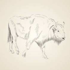 aurochs