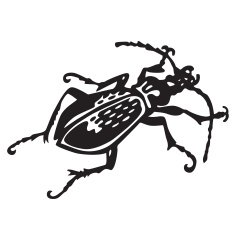 black beetle - vector illustration