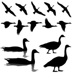 Canada Geese in Flight Standing and Swimming