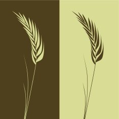 Wheat N10