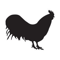 silhouette of rooster