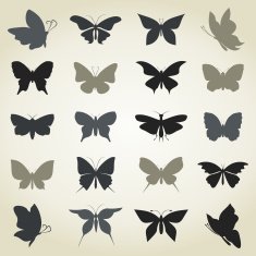 Collection the butterfly