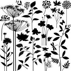 Plants collection N2