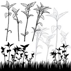 Floral Design ELements N37