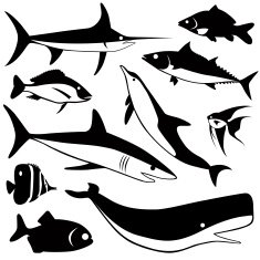 Ocean Fishes