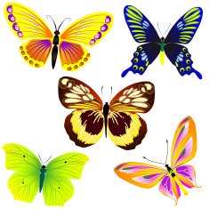 tropical butterflies N2