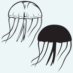 Illustration jellyfish