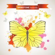 Brimstone butterfly