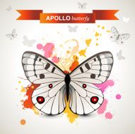 Apollo butterfly