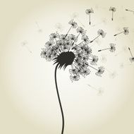 Flower a dandelion