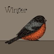 Cute bullfinch bird on a gray background