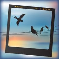 Birds on wires N4