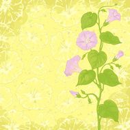 Background with flowers Ipomoea