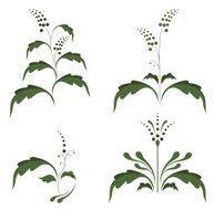 Silhouettes of plants