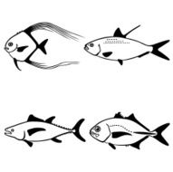 Group of Little Fishes