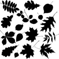 Black Leaves N4