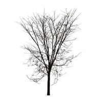 branch tree silhouette N3